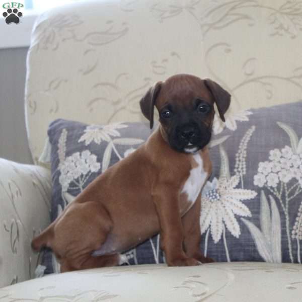Chevy, Boxer Puppy